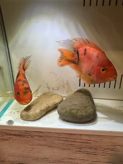 Tiger Parrotfish for sale