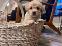 Toy/mini poodle puppies 