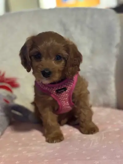 Cavapoo puppies, View more