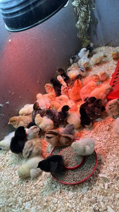 Chicks available, View more
