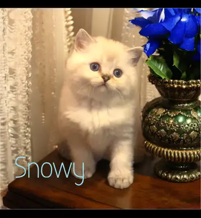 Breathtaking British short hair kittens( boys n girls), View more