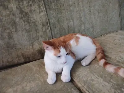 2 male kitten for rehoming, View more