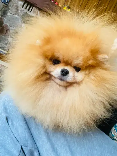 IF YOU SEE THE AD - we still have dogs for sale!! We have three adult females Orange female Pretty 2...