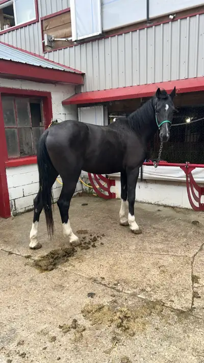 Hello I have a black Dutch standard gelding for sale. Broke to drive. Reason for selling no room any...