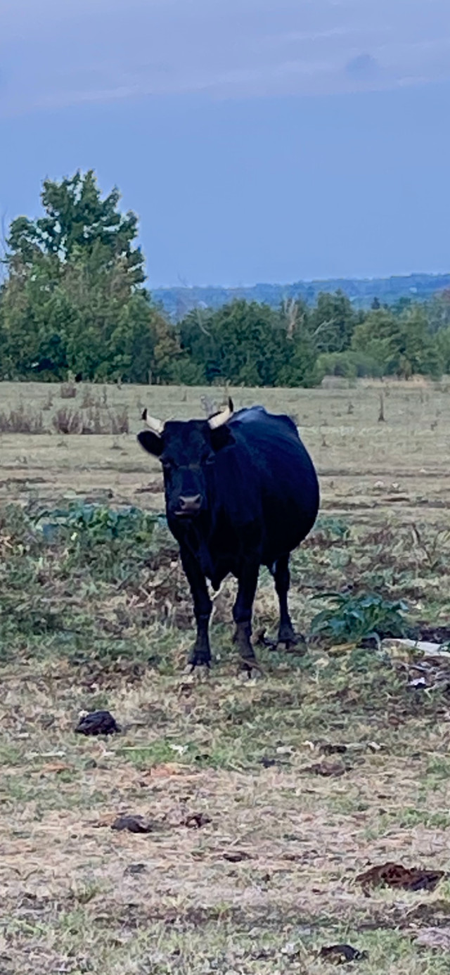 Bred Dexter Cows in Livestock in Kawartha Lakes - Image 2