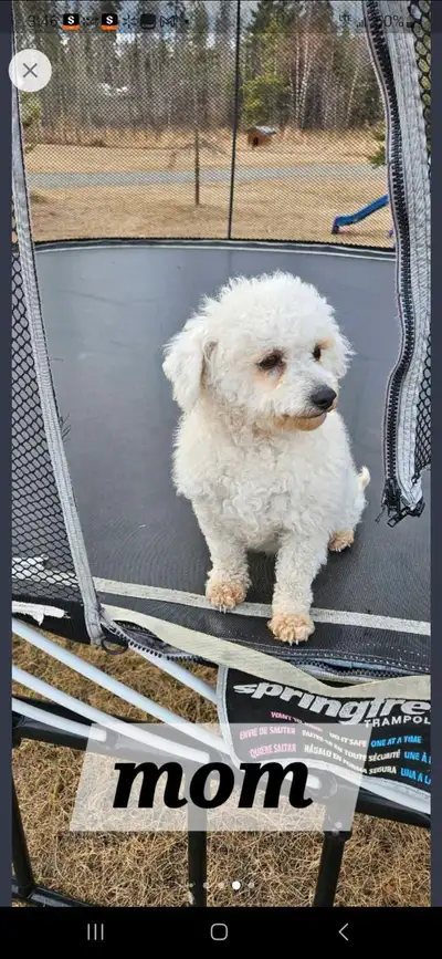 Female Poodle Dog Breed for Sale , View more