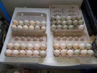 Pasteur raised duck eggs