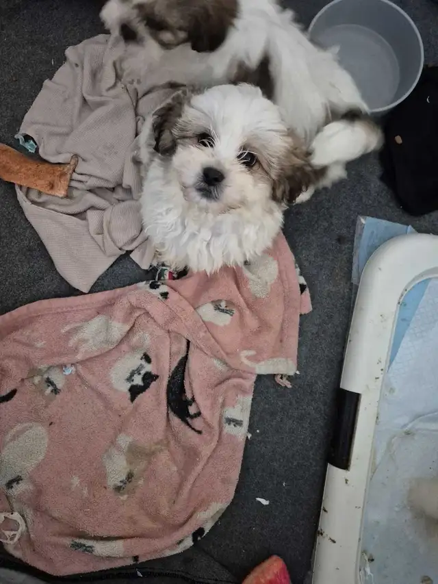 Shihtzu puppies sold pending pick up in Dogs & Puppies for Rehoming in Owen Sound - Image 3