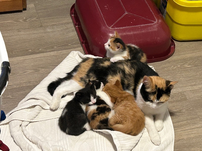 Baby kitten from Tabby calico Cats & Kittens for Rehoming Oshawa