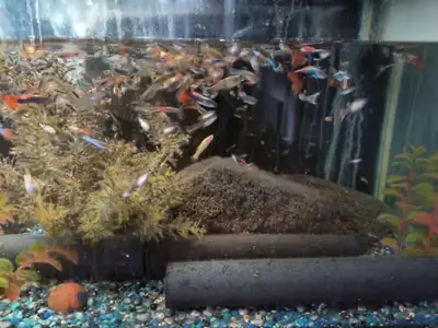 Young Adult Assorted Fancy Guppies! 7 for $10! No Choice Sorry!, View more