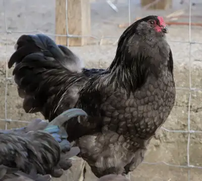 Free Ameraucana Roo, View more