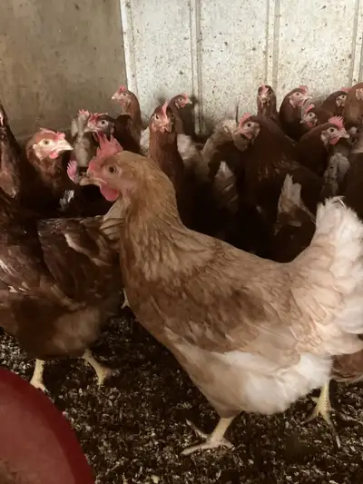 Lohmann brown laying hens for sale, View more