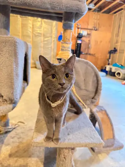 REDUCED PRICE** BLUE RUSSIAN and DOMESTIC SHORT HAIR for REHOME, View more