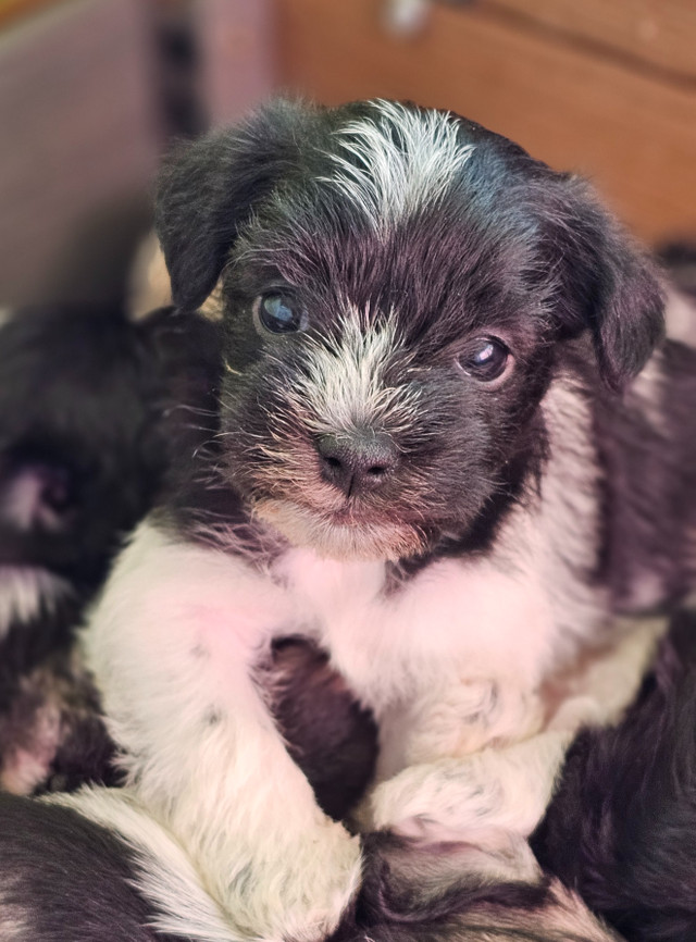 Mini Schnauzer Puppies CKC Registered in Dogs & Puppies for Rehoming in City of Halifax