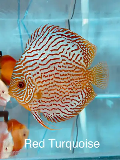 Beautiful discus fish at Fins8, View more