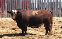 Red and Black Angus and SimAng Bulls for Sale
