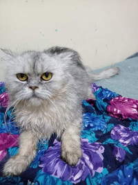 Handsome 1 year Persian Male cat for adoption