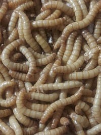 LIVE MEALWORMS