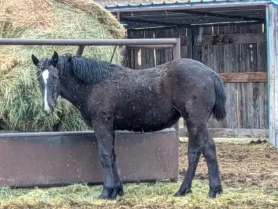 Papered Yearling Percheron Filly, View more