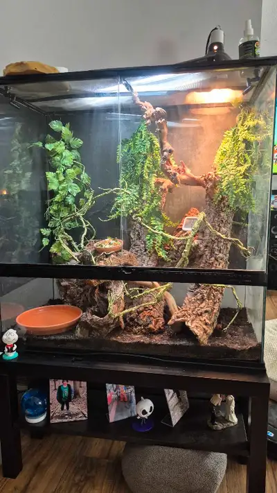 Not too sure if I'm going to but testing waters....baby green iggy with full setup! Exo terra tank A...