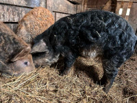 2 Heritage Gilts - $500 for both