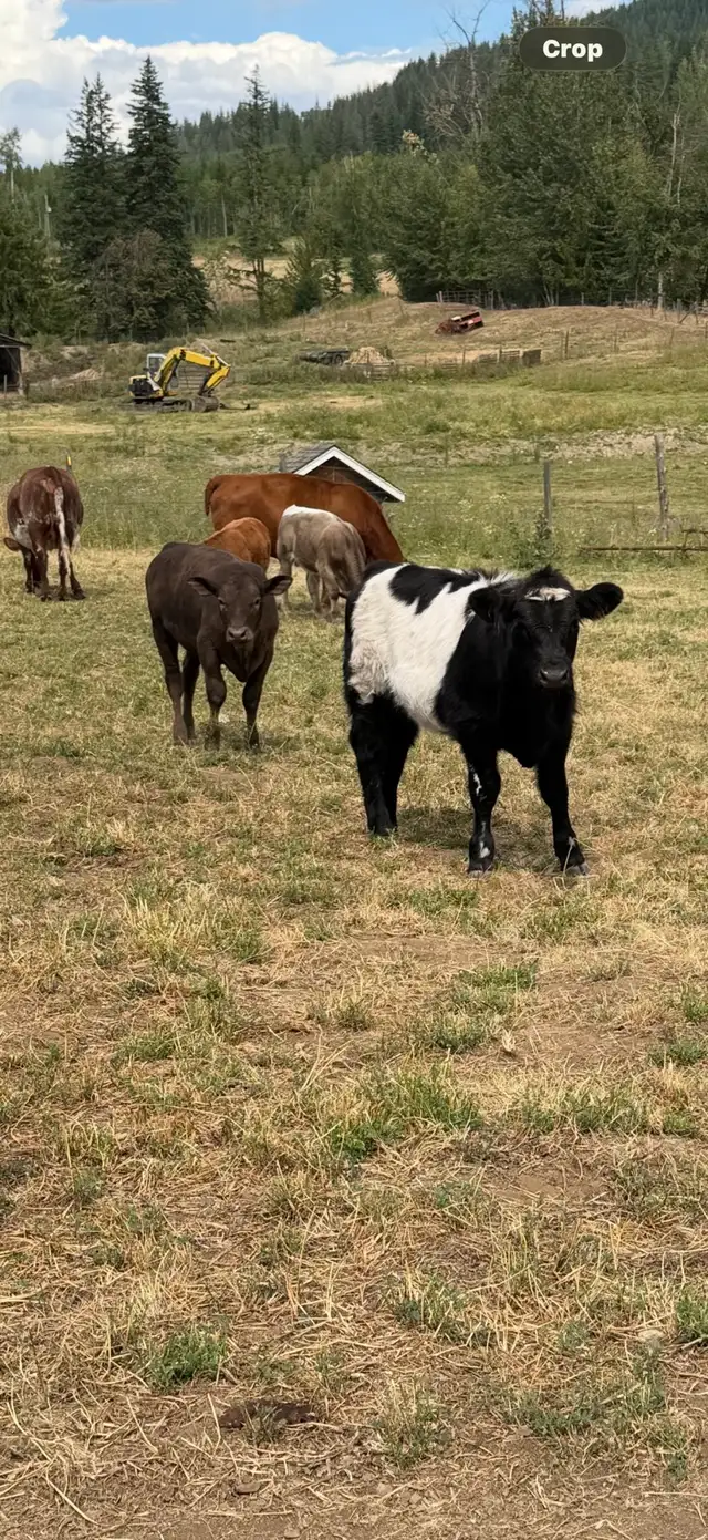 Assorted sizes and breeds of weaned calves heifers and steers in Livestock in Vernon - Image 3