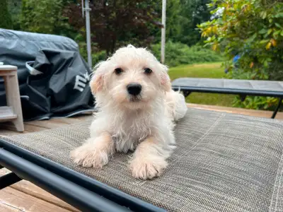 Havapoo Puppies ready now, View more