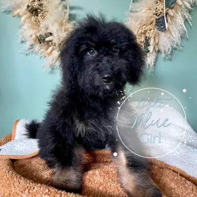 mini Bernedoodle puppies, View more
