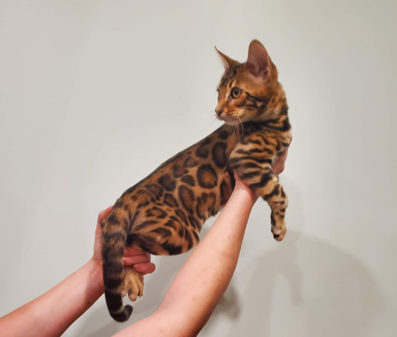 Male Bengal Kitten- Ready to Go! | Cats & Kittens for Rehoming