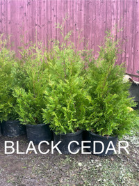 Spring sale! Black Cedar, Emerald Cedar, Pyramidal Cedar!