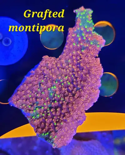 Grafted Sunburst montipora - saltwater coral frag , View more