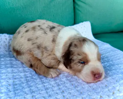 Golden Aussie Pups!, View more