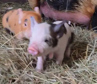 Kunekune male piglet for sale or trade, View more