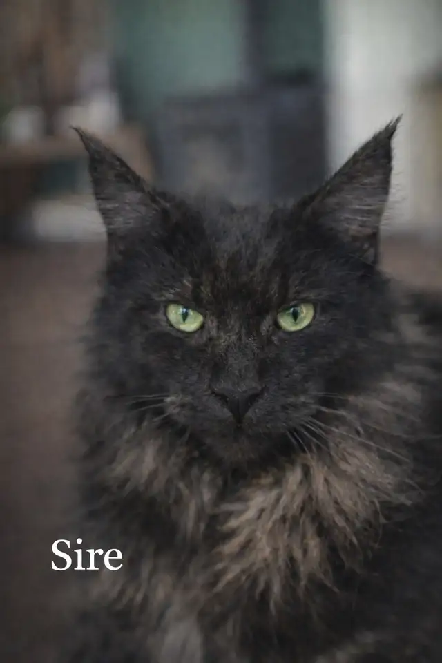 Purebred Maine Coon Kittens Available in Cats & Kittens for Rehoming in Edmonton - Image 7