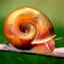 I have some ramshorn snails available. Mostly orange strain left, but also have some white and leopa...