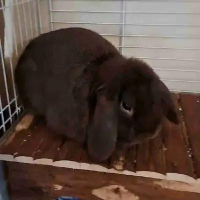 Lapin bélier (je l'ai appelé Baloo) d'environ 1 ou 2 ans que j'ai trouvé abandonné à l'extérieur il...