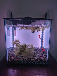 4 gallon aquarium willing to trade for goldfish or koi