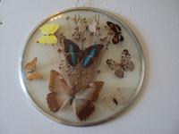 TAXIDERMY 8 DIFFERENT BUTTERFLIES IN DOMED GLASS FROM BRAZIL