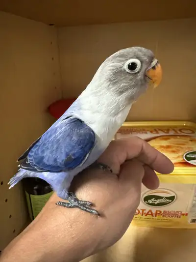 Fischer Parblu Lovebird, View more