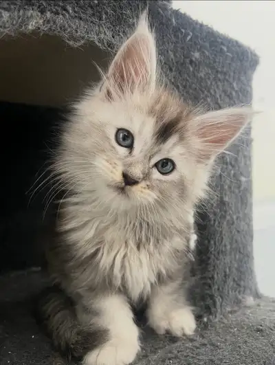Purebred TICA  Mainecoon Kitten, View more