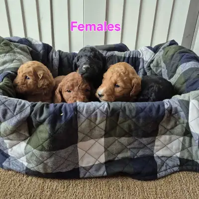 Are you looking for a beautiful, loyal and friendly pet? These Goldendoodles are incredibly friendly...