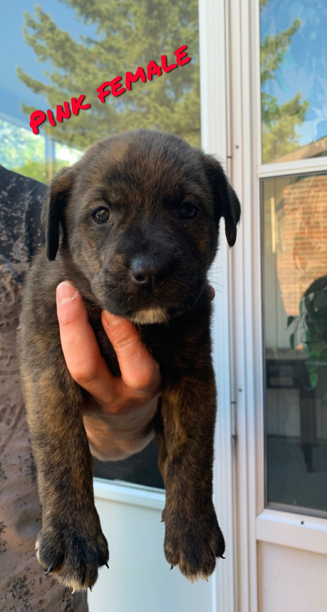 Rotti X cane corso/Belgian malinois mix puppies | Dogs & Puppies for ...