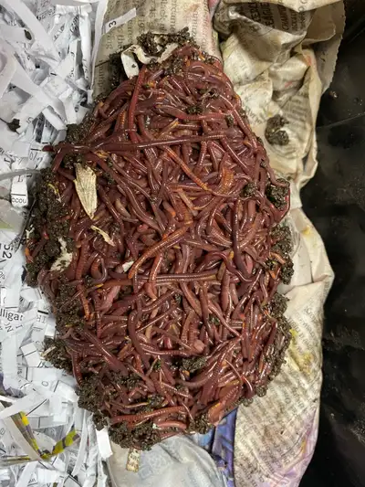 Red Wiggler Composting Worms, View more