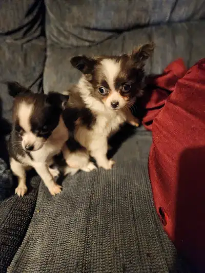 **Tiny Paws, Huge Hearts! ❤️ Adorable Chihuahua Puppies Seeking Forever Homes** Looking for a pint-s...