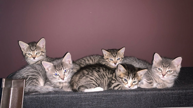 Kittens  in Cats & Kittens for Rehoming in Vernon