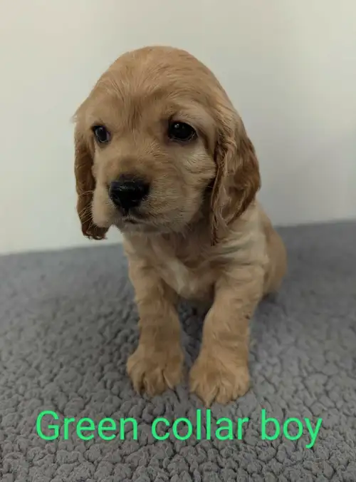 Gorgeous Cocker Spaniel puppies available to join your family June 18. There are 2 girls and 4 boys....