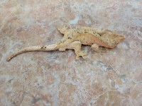 A crested gecko - Noe!