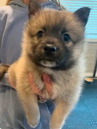 Pomsky puppies, View more