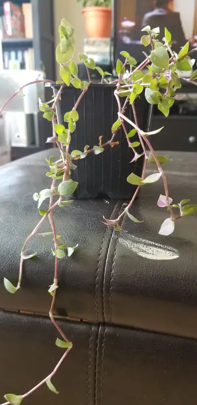 Dainty house plant Pink lady for sale $5 for 2 packs. Pick up in Sundance