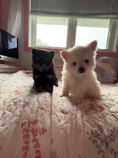 Cutest little Pomeranian Puppies for sale!, View more